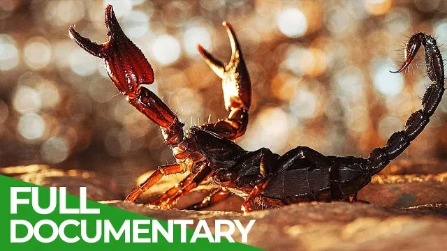 Lethal Poison | Animal Armory | Episode 4 | Free Documentary Nature