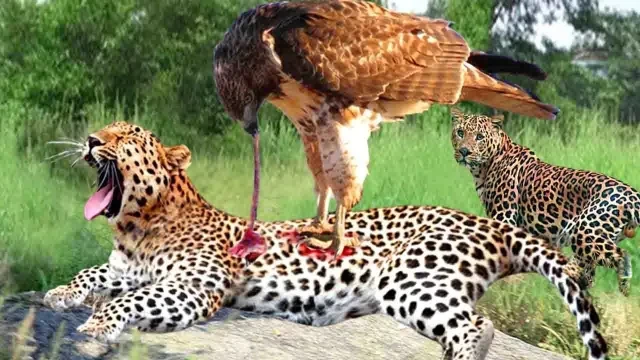 The Confrontation Of 2 Mothers - Eagle Unleashes A Dangerous Move That Makes Leopard's Mother Fall