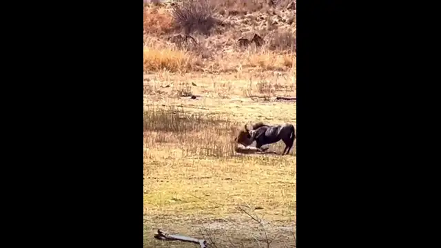 Spectacular moment Leopard hunts down Wildebeest 👏🏽👏🏽🙌🙌😳😮 #wildlife #nature #spiceyelle #africa #africanwildlife #animalsoftiktok #safari #gamedrive #lions #animal...